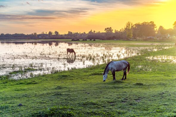 Doñanan kansallispuisto Doñana